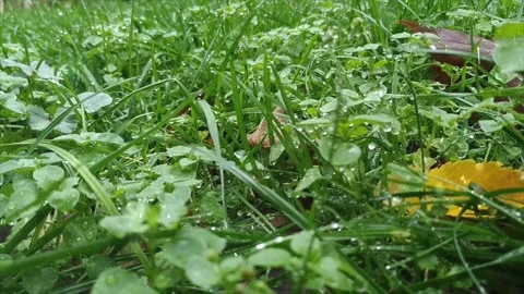 Autumn Leaves First Snowfall Stock-Footage 330281209
