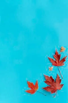 Autumn leaves flat lay composition. Frame from red maple foliage on blue paper Stock Photos