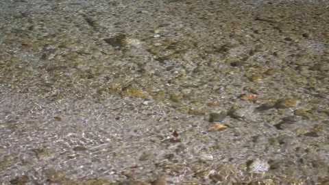 Autumn leaves float in the creek Video stock 81430275