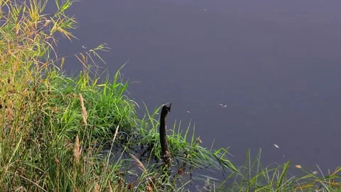 Autumn leaves float down the river. Top view. 動画素材 136278229