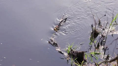 Autumn leaves float down the river. Top view. Stock Footage 136278315