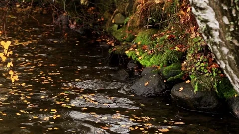 Autumn leaves float on gentle stream water surface near moss covered rocks and Stock-Footage 325697298