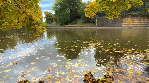 Autumn leaves float gently on a calm river in a serene park setting Vídeo Stock 329320106