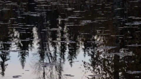 Autumn leaves float in the lake in the wind. Trees are reflected in the lake Stock Footage 168884329