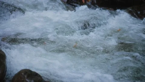 Autumn leaves float in a mountain river Stock Footage 220937410