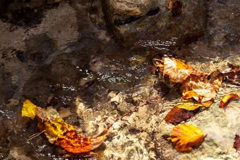 Autumn leaves float in a mountain stream Stock Photos