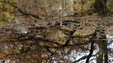 Autumn leaves float on a pond. Stock Footage 164147279