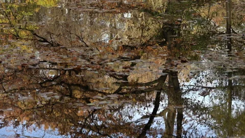 Autumn leaves float on a pond. Stock Footage 164147456
