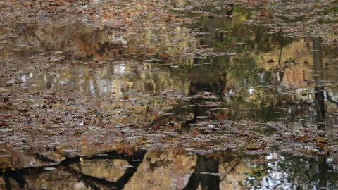 Autumn leaves float on a pond. Stock Footage 164147665