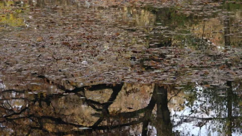 Autumn leaves float on a pond. Stock Footage 164147883