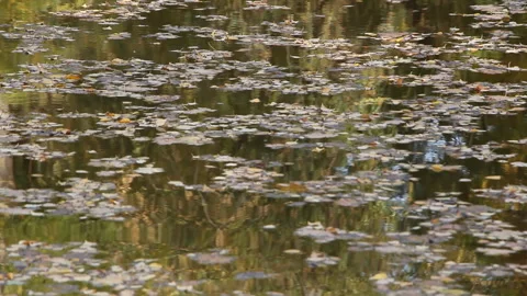 Autumn leaves float in the river Stock Footage 254822819