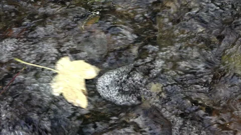 Autumn leaves float on a small stream. Stock Footage 163740523