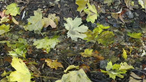 Autumn leaves float softly in shallow, clear water Stock Footage 346897517