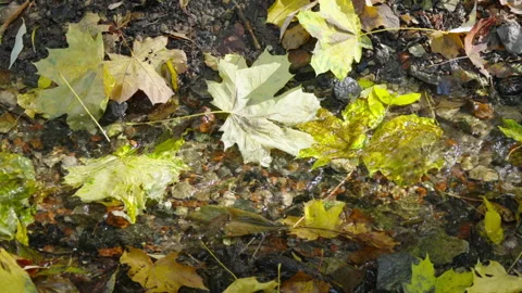 Autumn leaves float softly in shallow, clear water 動画素材 346897882