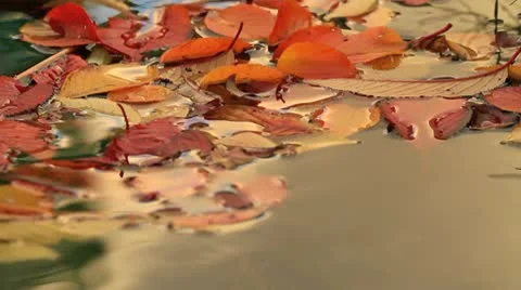 Autumn leaves float on the surface of the water. Stock Footage 10318149