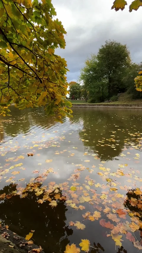 Autumn leaves float on tranquil pond in city park during cloudy afternoon Stock Footage 329320115