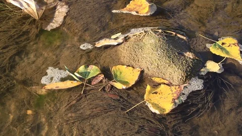  Autumn leaves float on water in motion - Italian nature Video stock 94653352