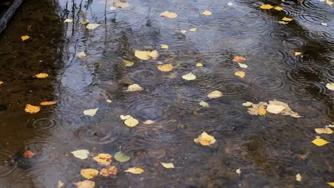 Autumn leaves float on water surface with raindrops creating concentric circles. Stock Footage 325297176