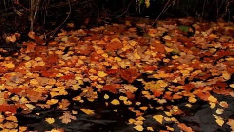 Autumn leaves float on water surface, displaying vibrant orange and yellow hues, Stock Footage 325697606
