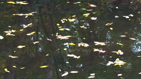 Autumn leaves float on the waters surface, reflecting green trees and the s.. Stock Footage 319757472