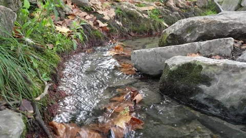Autumn leaves floating in clear stream between mossy rocks Stock Footage 318395715