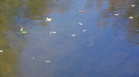 Autumn leaves floating down river Stock Footage 48261659