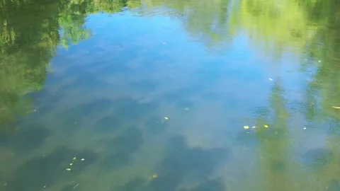 Autumn leaves floating down river. Stock Footage 221156790