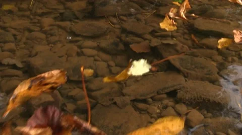Autumn leaves floating down a stream Stock-Footage 12427714