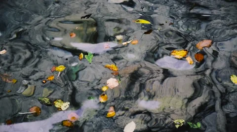 Autumn leaves floating Stock Footage 67648586