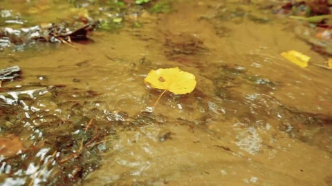 Autumn leaves floating in the forest stream Stock Footage 95941895