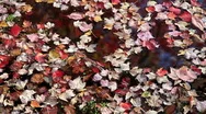 Autumn Leaves Floating On Lake Stock Footage