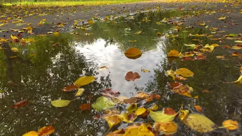 Autumn leaves floating on puddle reflecting sky Stock Footage 314032151