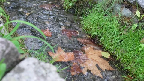 Autumn leaves floating in a small stream surrounded by green grass Stock Footage 318397311