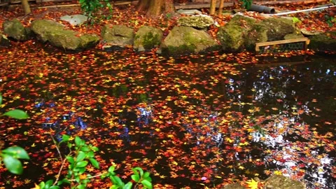 Autumn leaves floating on the surface of a pond in Kyoto, Japan Stock Footage 258972031