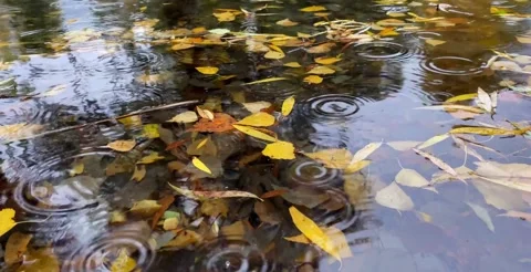Autumn leaves floating on water surface with gentle ripples Stock Footage 326089455