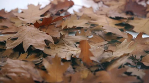 Autumn leaves on the floor Stock Footage 204804364