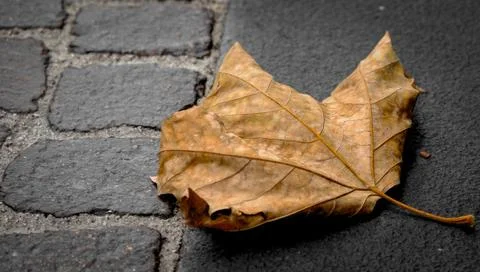Autumn leaves on the floor Stock Photos