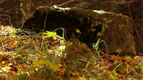 Autumn leaves flow down over plant Stock Footage 34054846