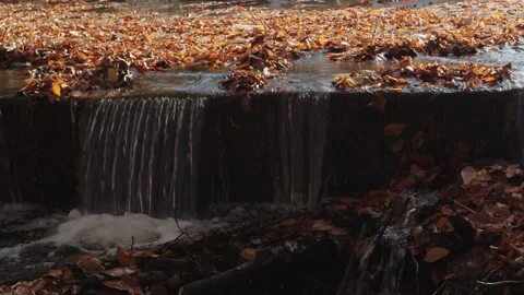 Autumn leaves flow from the stream. 動画素材 141862310