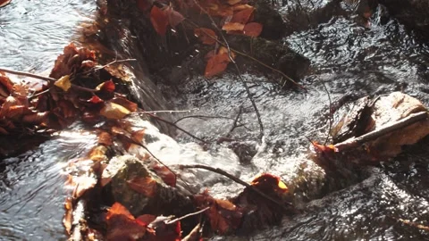 Autumn leaves flow from the stream Stock Footage 141862597