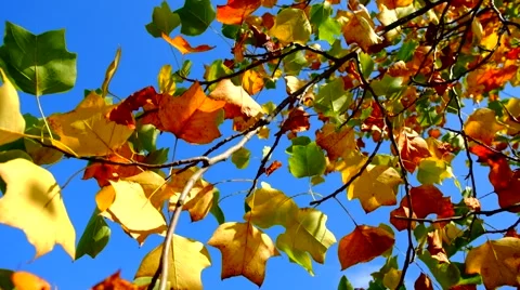 Autumn leaves fluttering in the wind Stock Footage 67676575
