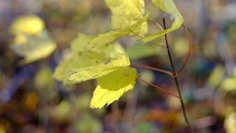 Autumn leaves fluttering in the wind Stock Footage 77576239