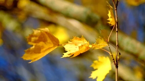 Autumn leaves fluttering in the wind Stock Footage 77576624