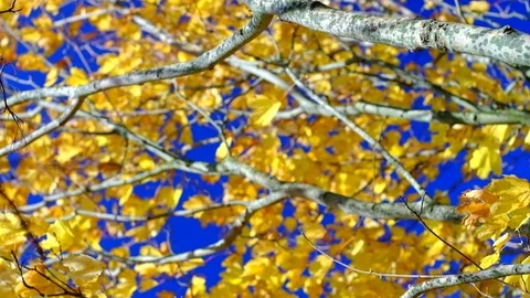 Autumn leaves fluttering in the wind Stock Footage 77577004
