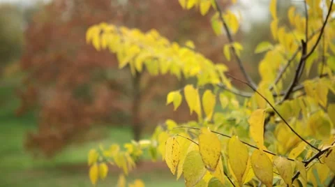 Autumn leaves focus Vídeo Stock 52389154