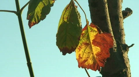 Autumn leaves Stock Footage 85576