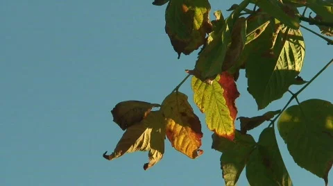 Autumn leaves Stock Footage 85579