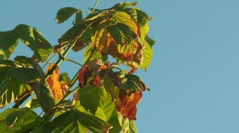 Autumn leaves Stock Footage 85581