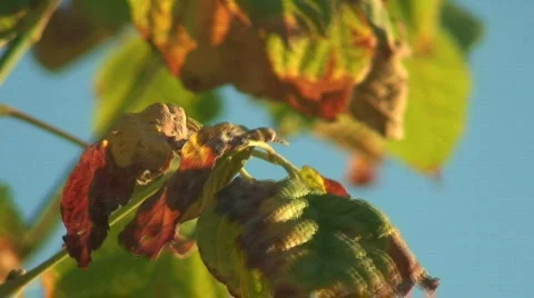Autumn leaves Stock Footage 85586