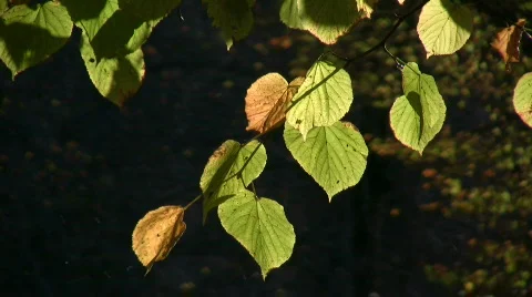 Autumn leaves Stock Footage 279378